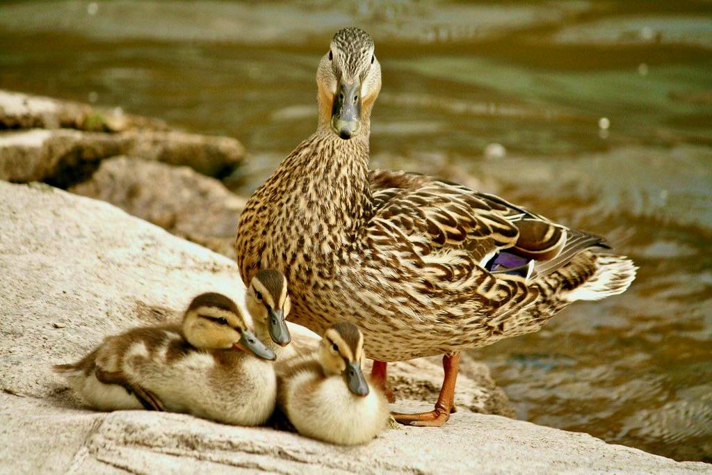 me and my babies by Ducklover Bonnie is licensed under CC BY-ND 2.0